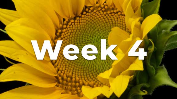 Core-Confidence-Course-Week-4